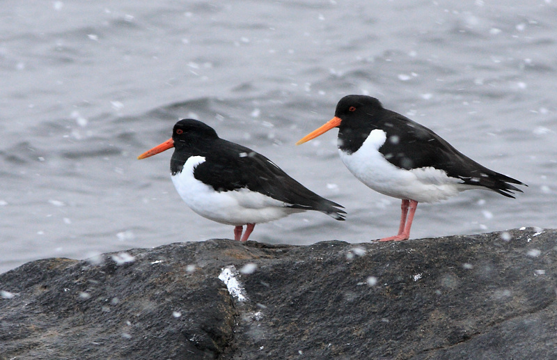 Tjeld  - Eurasian Oystercatcher (Haematopus ostralegus).jpg